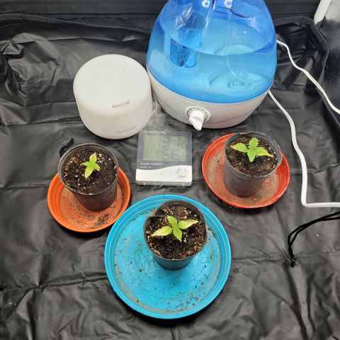Critical Haze growlog photo: Hojas amarillas. Subo las luces