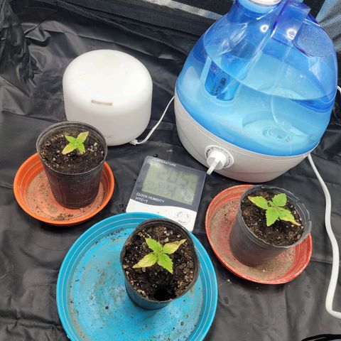 Critical Haze growlog timeline photo