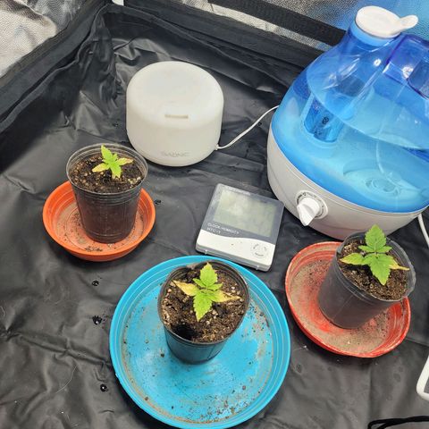 Critical Haze growlog timeline photo