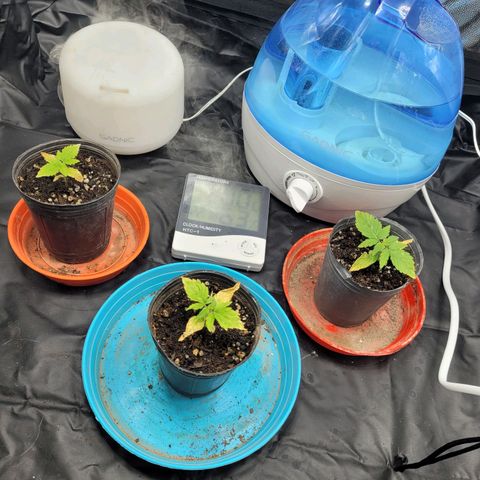 Critical Haze growlog timeline photo