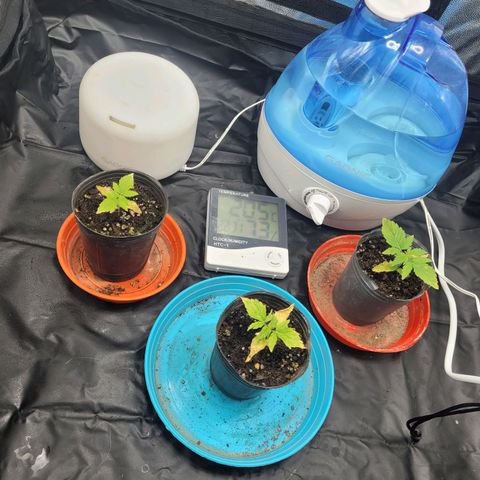 Critical Haze growlog timeline photo