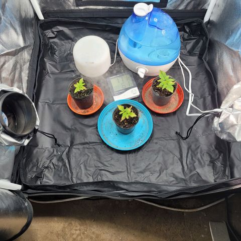 Critical Haze growlog timeline photo