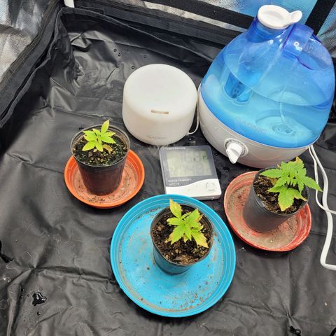 Critical Haze growlog timeline photo