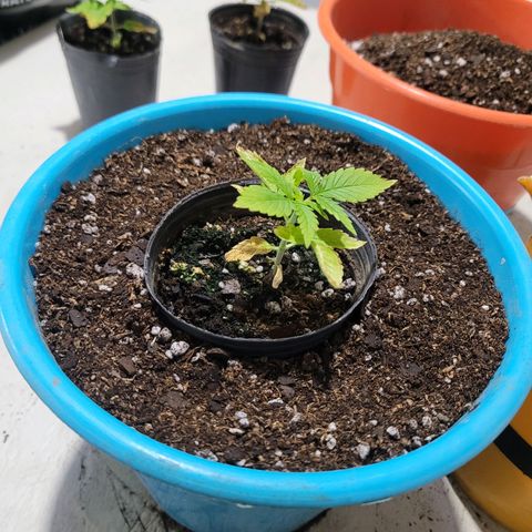Critical Haze growlog photo: Transplante y riego