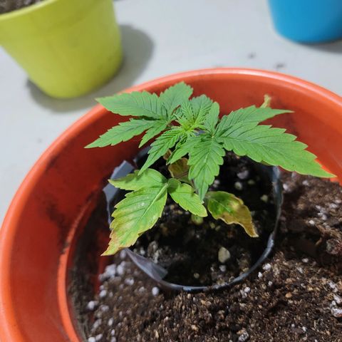 Critical Haze growlog photo: Transplante y riego