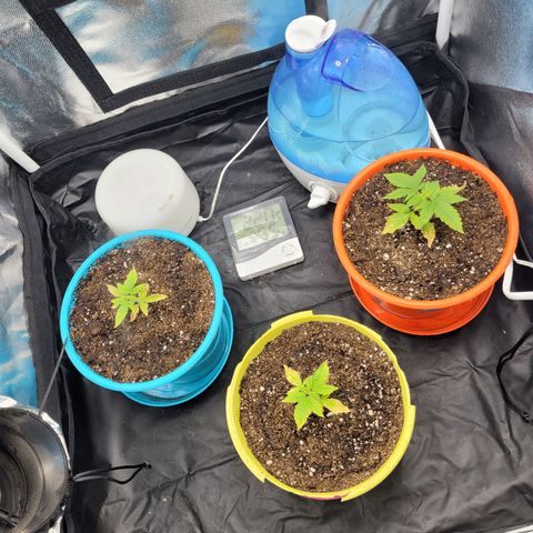 Critical Haze growlog photo: Transplante y riego