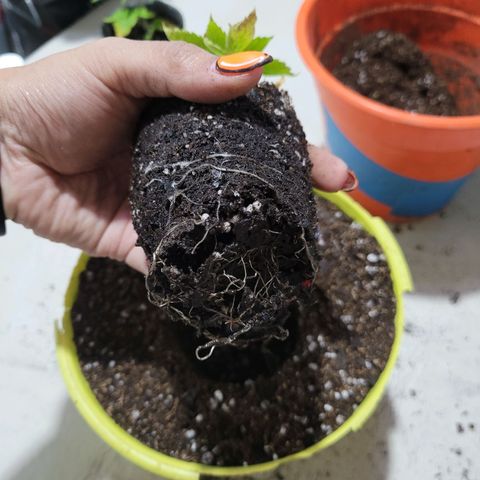 Critical Haze growlog photo: Transplante y riego