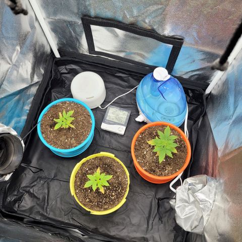 Critical Haze growlog timeline photo