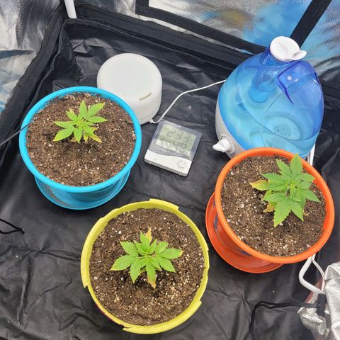 Critical Haze growlog timeline photo