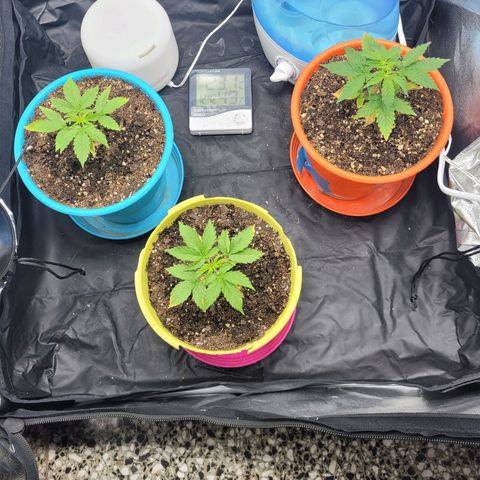 Critical Haze growlog timeline photo
