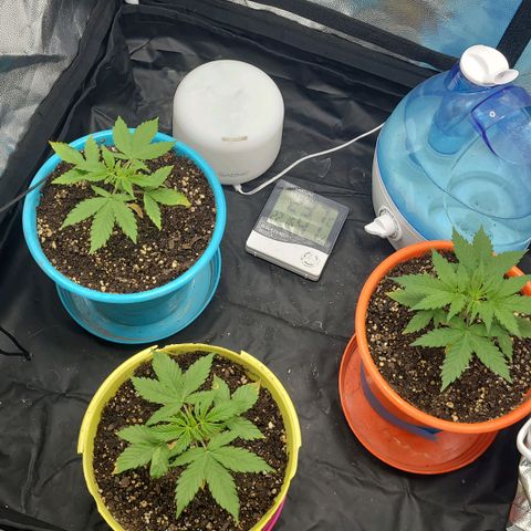 Critical Haze growlog timeline photo