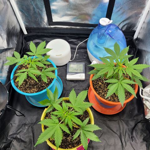 Critical Haze growlog timeline photo