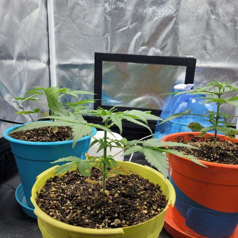 Critical Haze growlog timeline photo