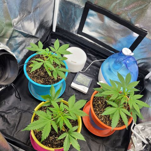Critical Haze growlog timeline photo