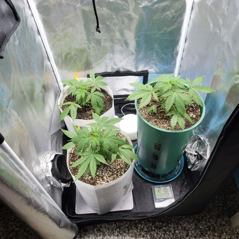 Critical Haze growlog timeline photo