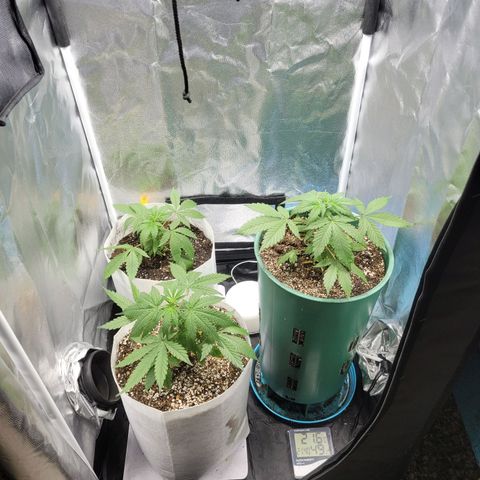 Critical Haze growlog timeline photo