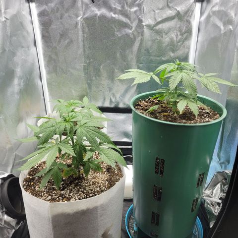 Critical Haze growlog timeline photo