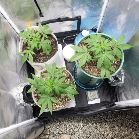 Critical Haze growlog timeline photo