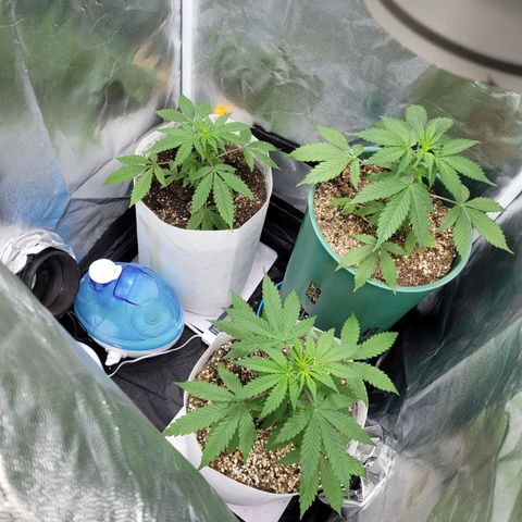 Critical Haze growlog timeline photo