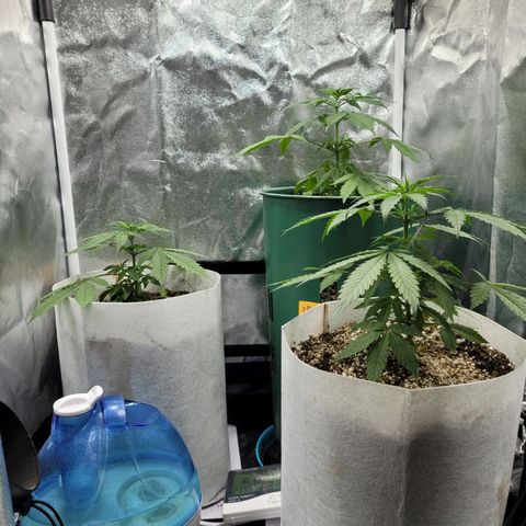 Critical Haze growlog timeline photo