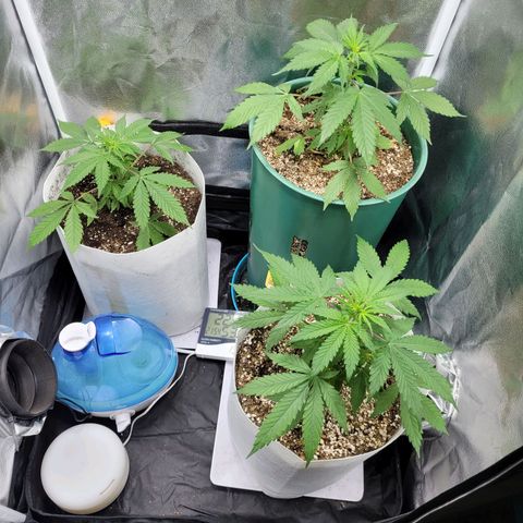 Critical Haze growlog timeline photo