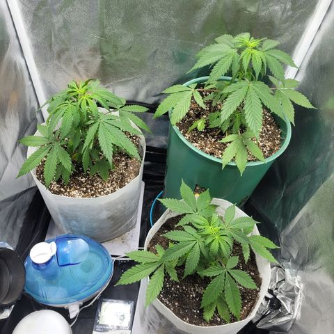 Critical Haze growlog timeline photo