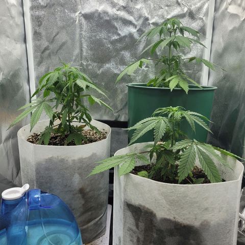 Critical Haze growlog timeline photo