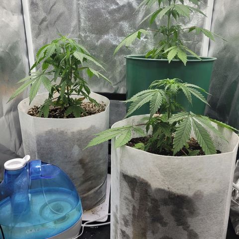 Critical Haze growlog timeline photo