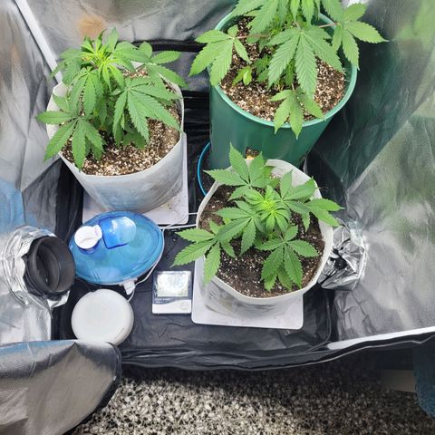 Critical Haze growlog timeline photo