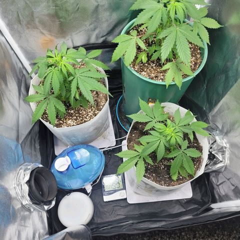 Critical Haze growlog timeline photo