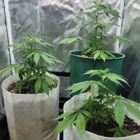 Critical Haze growlog timeline photo