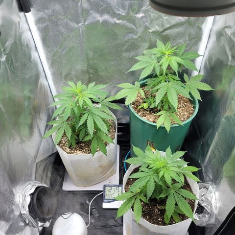 Critical Haze growlog timeline photo