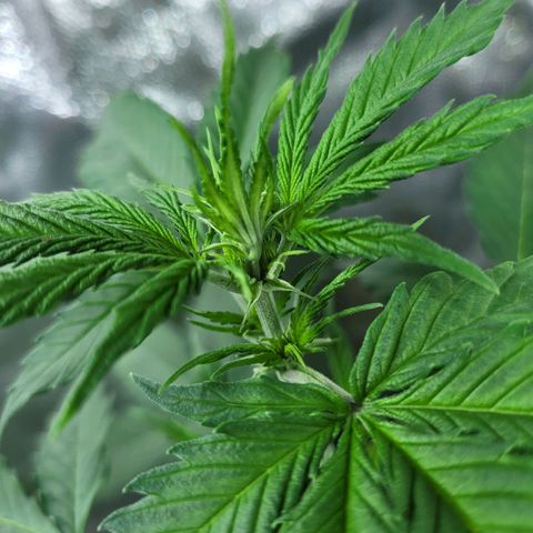 Critical Haze growlog timeline photo