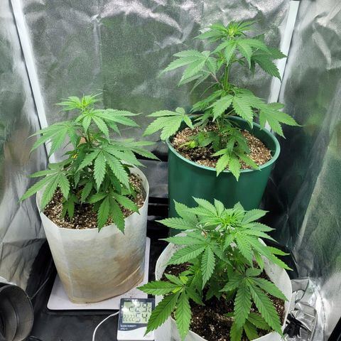 Critical Haze growlog timeline photo