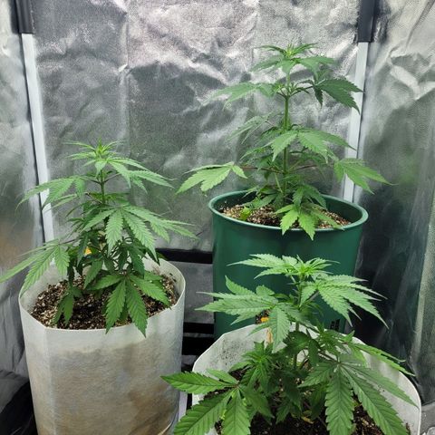 Critical Haze growlog timeline photo