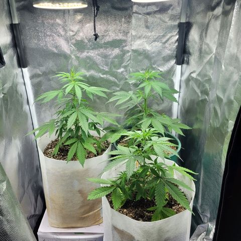 Critical Haze growlog timeline photo