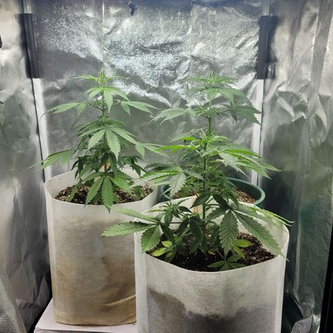 Critical Haze growlog timeline photo