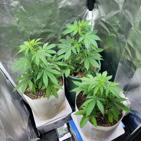 Critical Haze growlog timeline photo