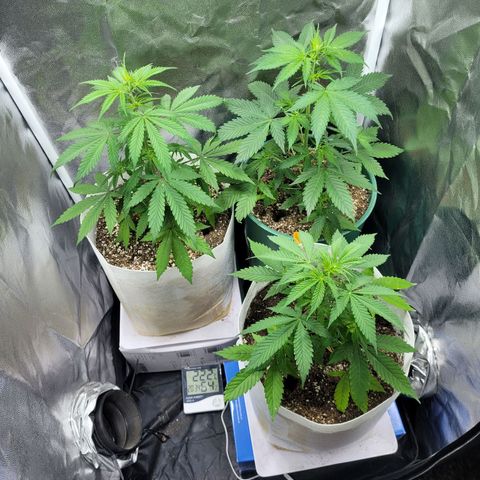 Critical Haze growlog timeline photo