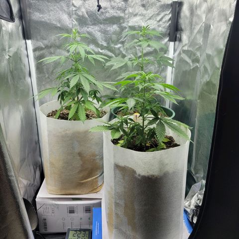 Critical Haze growlog timeline photo