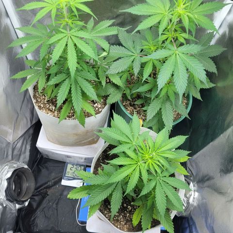 Critical Haze growlog timeline photo