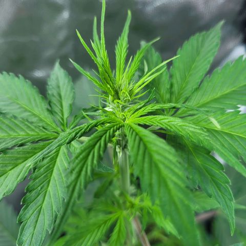 Critical Haze growlog timeline photo