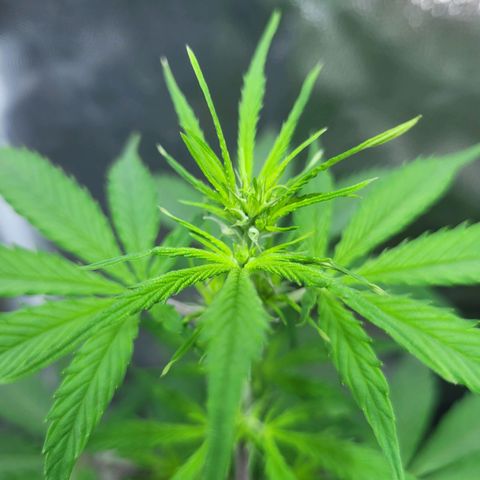 Critical Haze growlog timeline photo