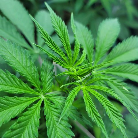 Critical Haze growlog timeline photo