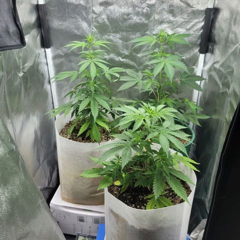 Critical Haze growlog timeline photo
