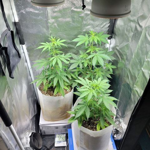 Critical Haze growlog timeline photo