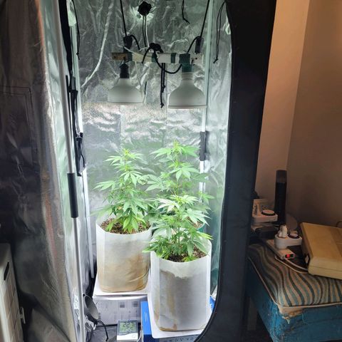 Critical Haze growlog timeline photo