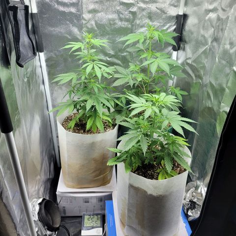 Critical Haze growlog timeline photo