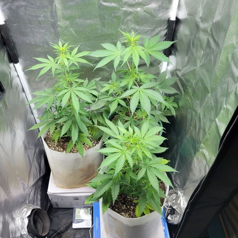 Critical Haze growlog timeline photo