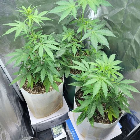 Critical Haze growlog timeline photo